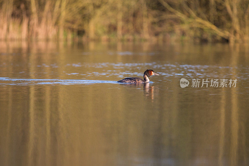 大山脊grebe (Podiceps crista)